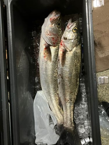 スズキの釣果