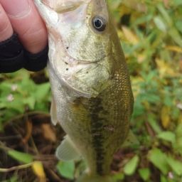 ラージマウスバス