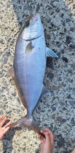 ネリゴの釣果