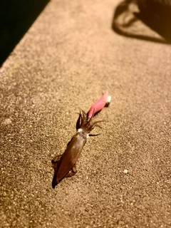 イカの釣果