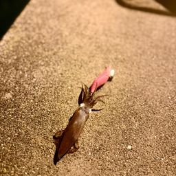 ヤリイカ