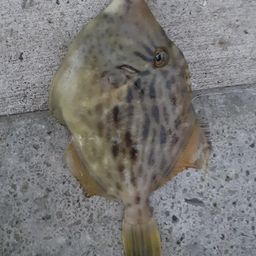 カワハギ