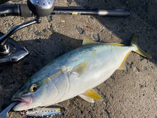 イナダの釣果