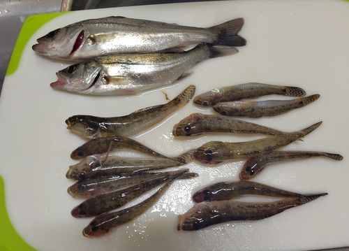 セイゴ（ヒラスズキ）の釣果