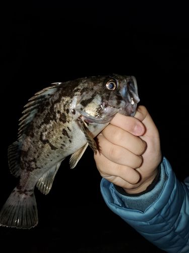 クロソイの釣果