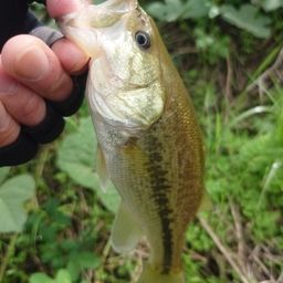 ラージマウスバス