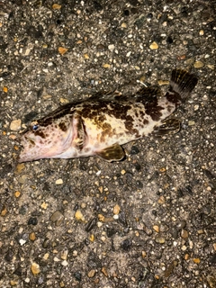 タケノコメバルの釣果