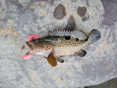ノミノクチの釣果