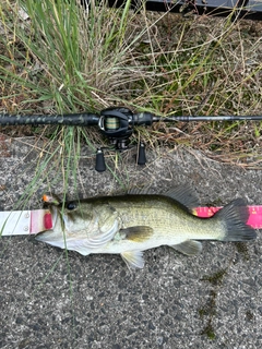ラージマウスバスの釣果