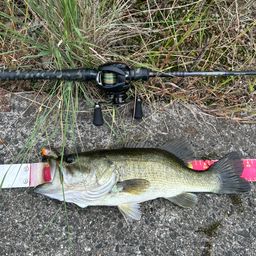 ラージマウスバス