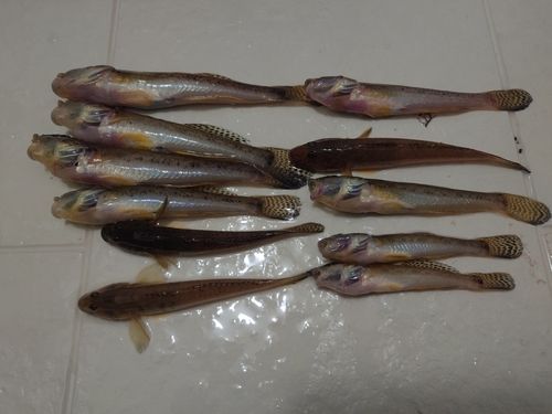 ハゼの釣果