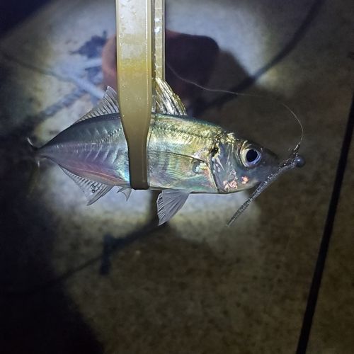 セイゴ（マルスズキ）の釣果