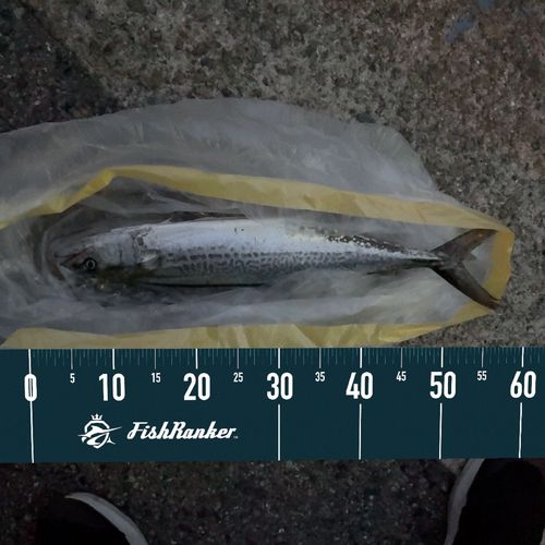 サゴシの釣果