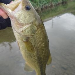 ラージマウスバス