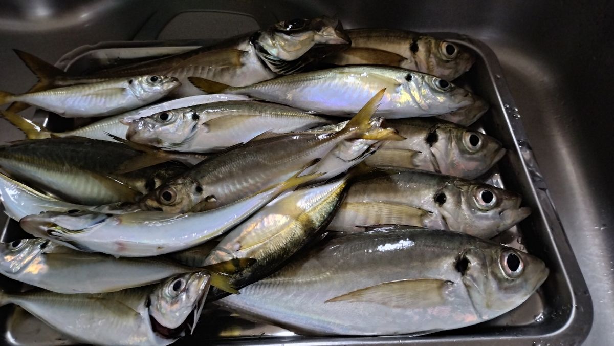 東京湾のおっさんさんの釣果 2枚目の画像