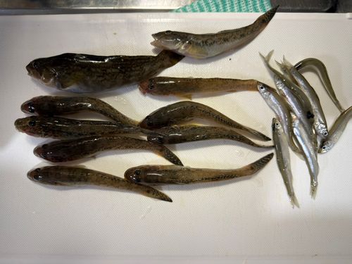 ハゼの釣果