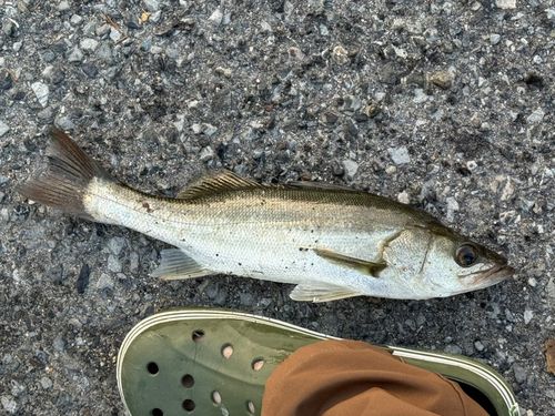 セイゴ（マルスズキ）の釣果