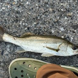 セイゴ(マルスズキ)