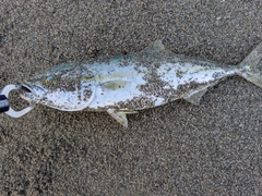 ワカシの釣果