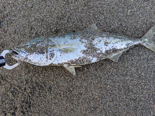 ワカシの釣果