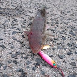 エソ