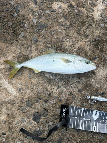 フクラギの釣果