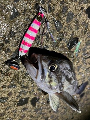 クロソイの釣果