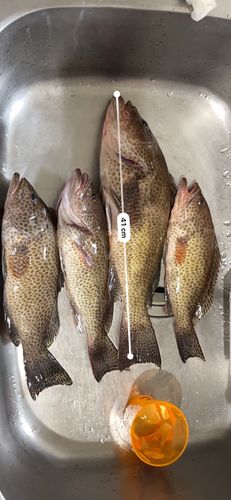 オオモンハタの釣果