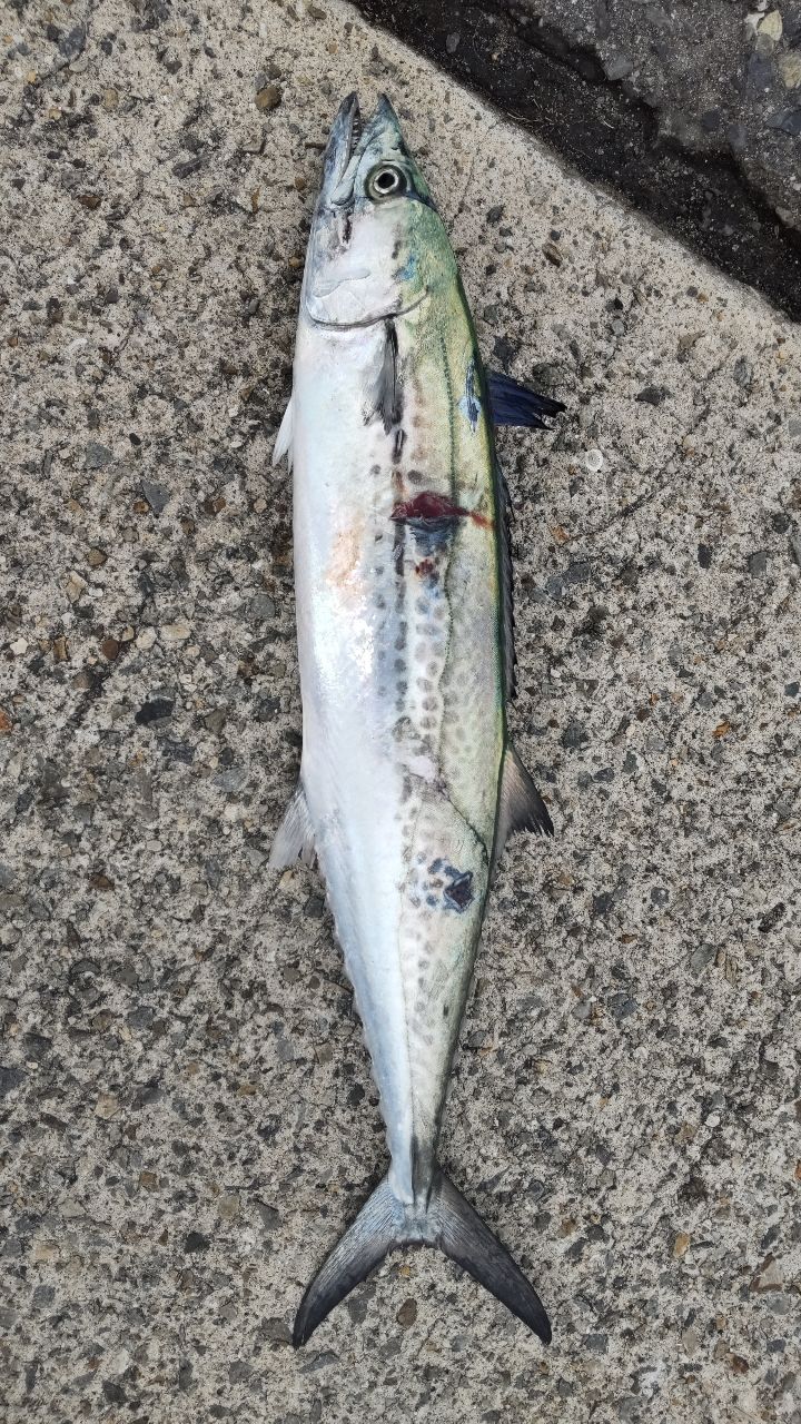 SHIMANO 23ディアルーナ S96MHの最安値・インプレ・釣果 | 本音