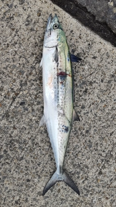サゴシの釣果