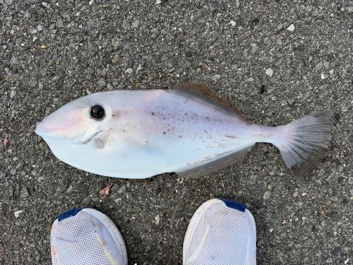 ウスバハギの釣果