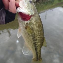 ラージマウスバス