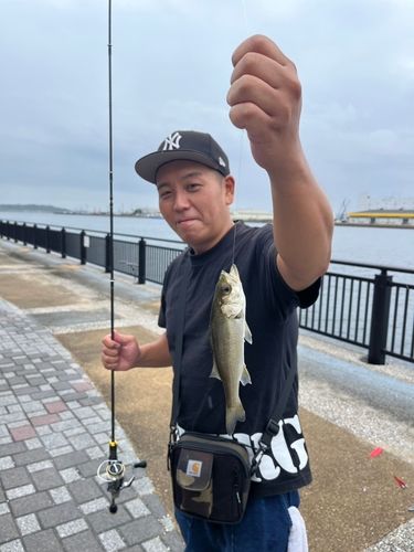 セイゴ（ヒラスズキ）の釣果