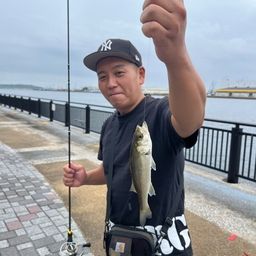 セイゴ(ヒラスズキ)