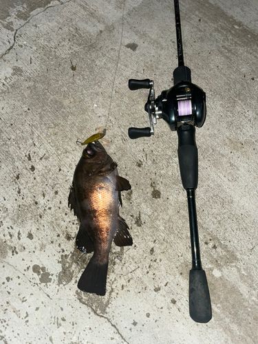 シロメバルの釣果
