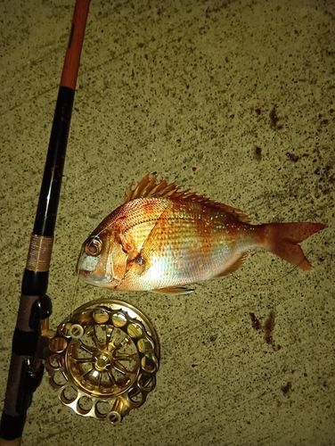 チャリコの釣果