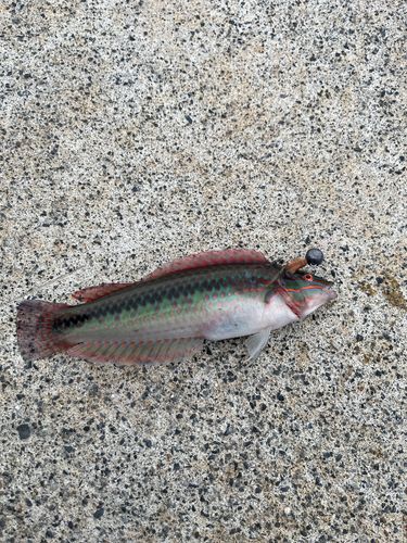 ベラの釣果