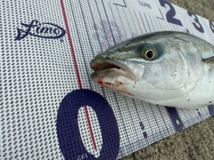 ワカシの釣果