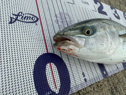 ワカシの釣果