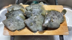 カワハギの釣果