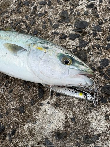 フクラギの釣果