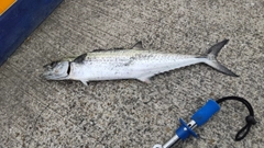 サゴシの釣果