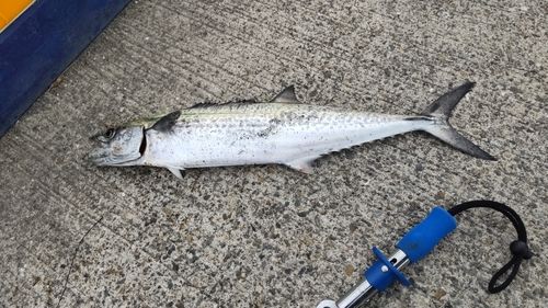 サゴシの釣果