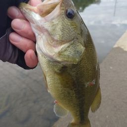 ラージマウスバス