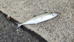 サゴシの釣果