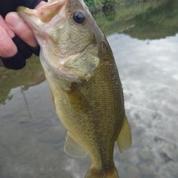 ラージマウスバス