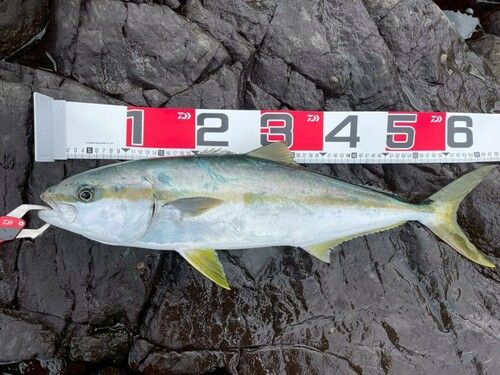 ヒラマサの釣果