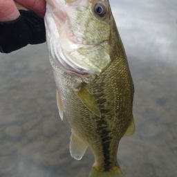 ラージマウスバス