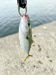 ワカシの釣果