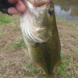 ラージマウスバス